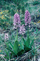 Orchis militaris