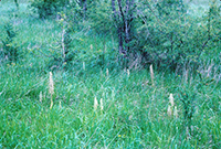 Himantoglossum hircinum