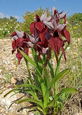 Serapias cordigera