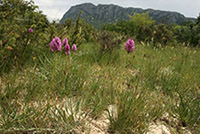 Anacamptis pyramidalis