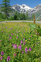 Dactylorhiza fuchsii
