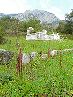 Serapias