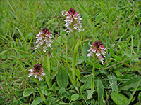 Neotinea ustulata