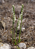Spiranthes spiralis