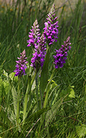 Dactylorhiza majalis