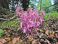 Epipactis purpurea var. rosea