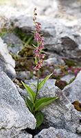 Epipactis atrorubens