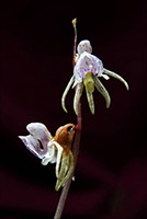 Epipogium aphyllum