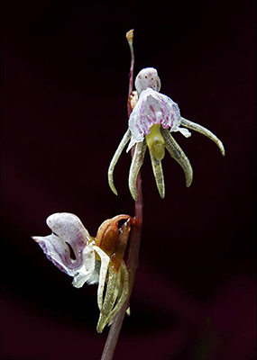 Epipogium aphyllum