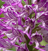 Orchis militaris