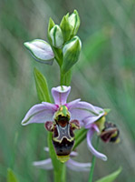 Ophrys scolopax