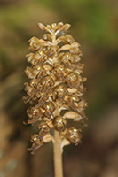 Neottia nidus-avis