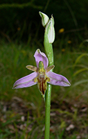 Ophrys apifera var. trollii