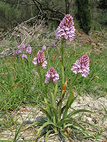 Anacamptis pyramidalis