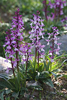 Orchis anatolica