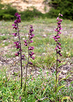 Epipactis atrorubens