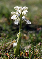 Anacamptis morio