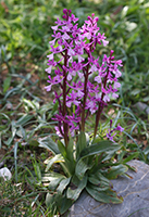 Orchis anatolica