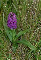 Dactylorhiza praetermissa