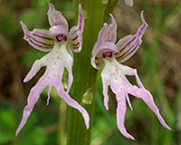 Orchis italica