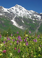 Dactylorhiza fuchsii