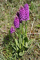 Dactylorhiza xvenusta