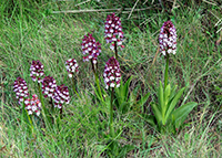 Orchis purpurea