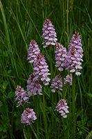 Dactylorhiza fuchsii
