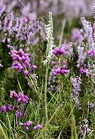 Spiranthes spiralis