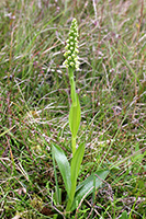 Pseudorchis albida