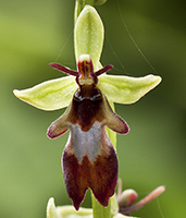 Ophrys insectifera