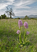 Orchis italica