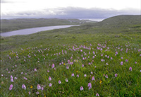 Dactylorhiza maculata
