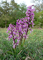 Early-purple Orchid
