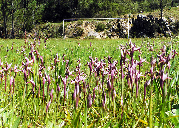 Serapias lingua