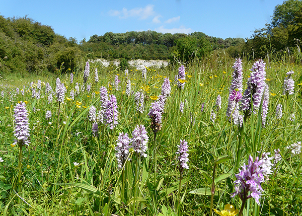 Dactylorhiza fuchsii 