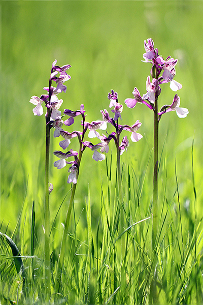 Anacamptis morio