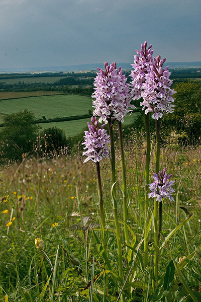 Dactylorhiza fuchsii 