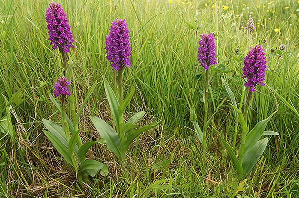 Dactylorhiza purpurella