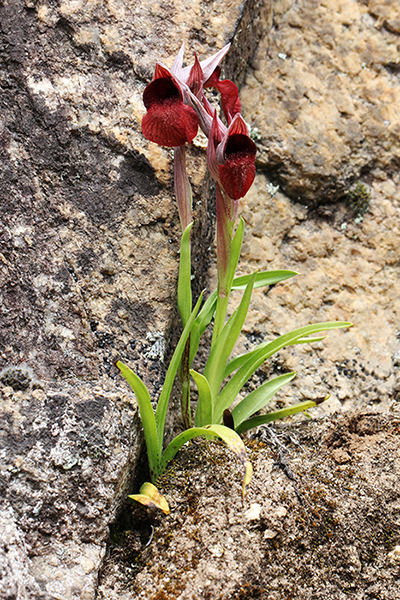 Serapias nurrica