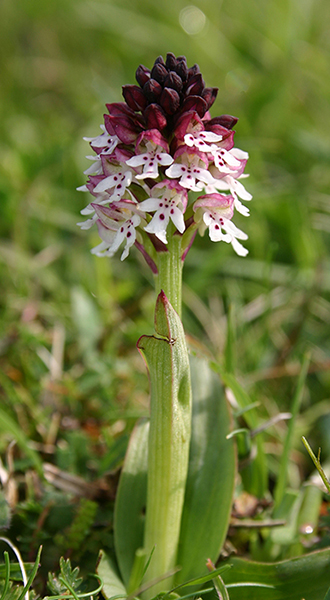 Neotinea ustulata 