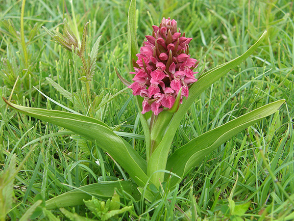 Dactylorhiza incarnata 