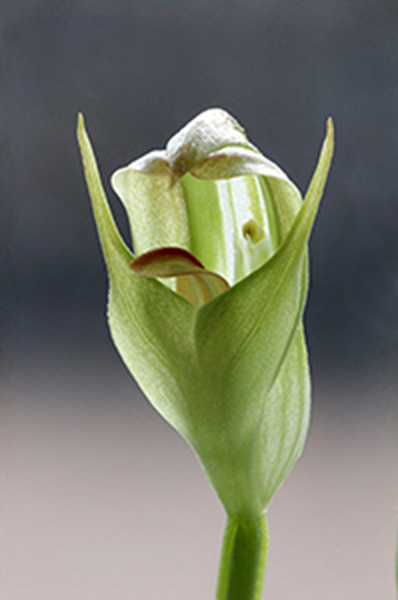 Pterostylis curta 