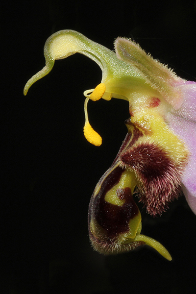 Ophrys apifera