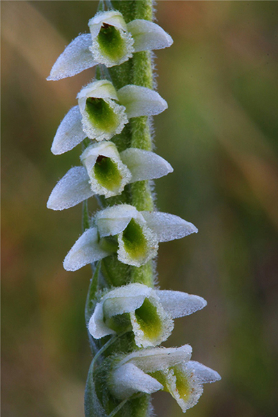 Spiranthes spiralis 