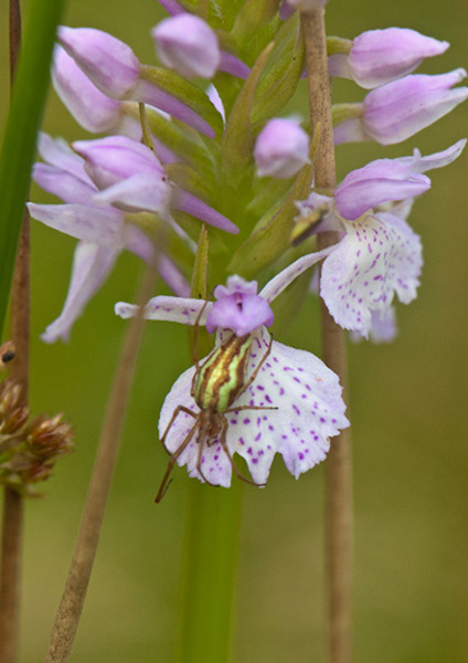 Dactylorhiza maculata