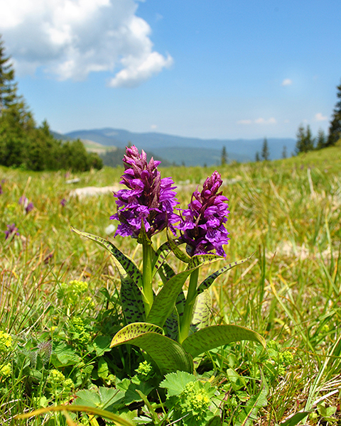 Dactylorhiza maculata