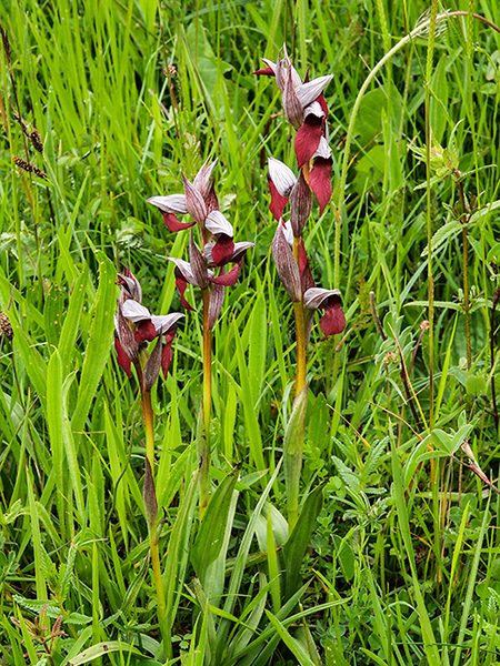 Serapias cordigera
