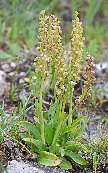 Orchis anthropophora