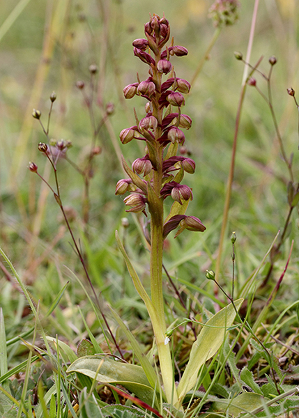 Dactylorhiza viridis